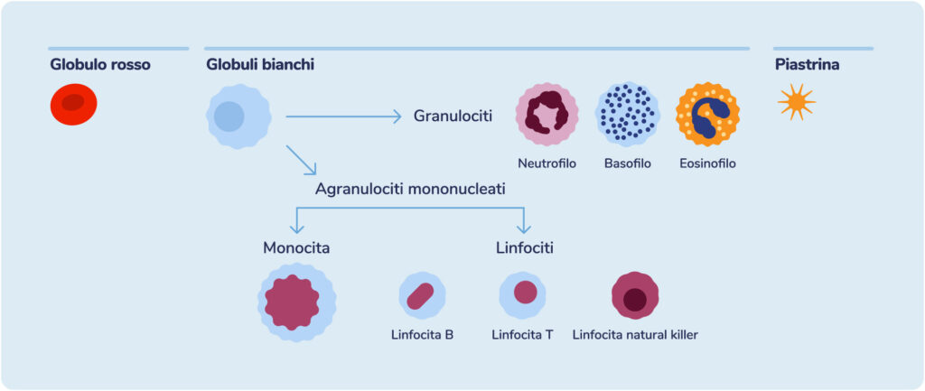 globuli e piastrine